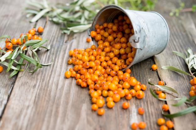 Fresh berries of a sea-buckthorn